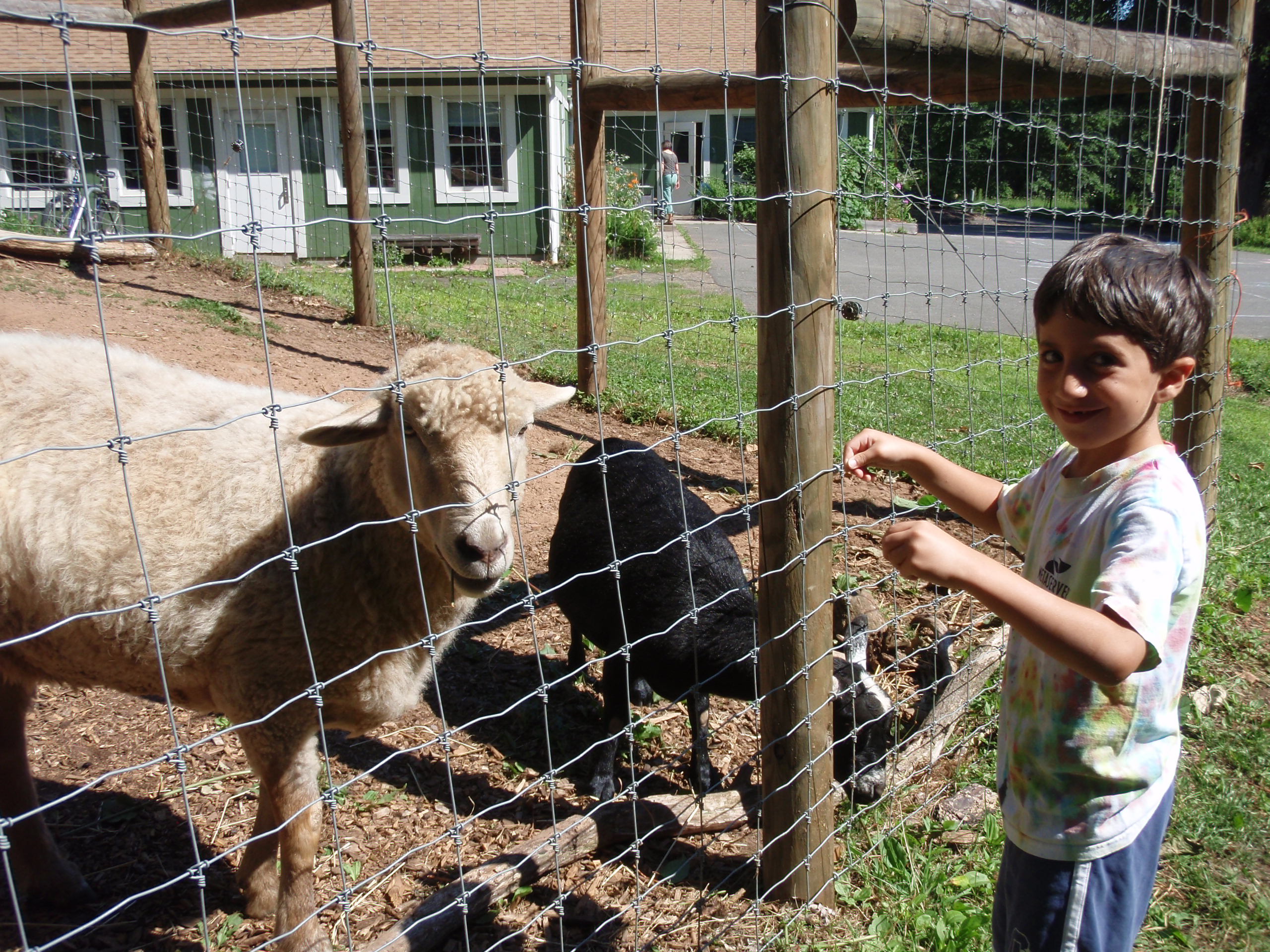 A boy feeds the sheep and goat in the animal yards at Common Ground.
