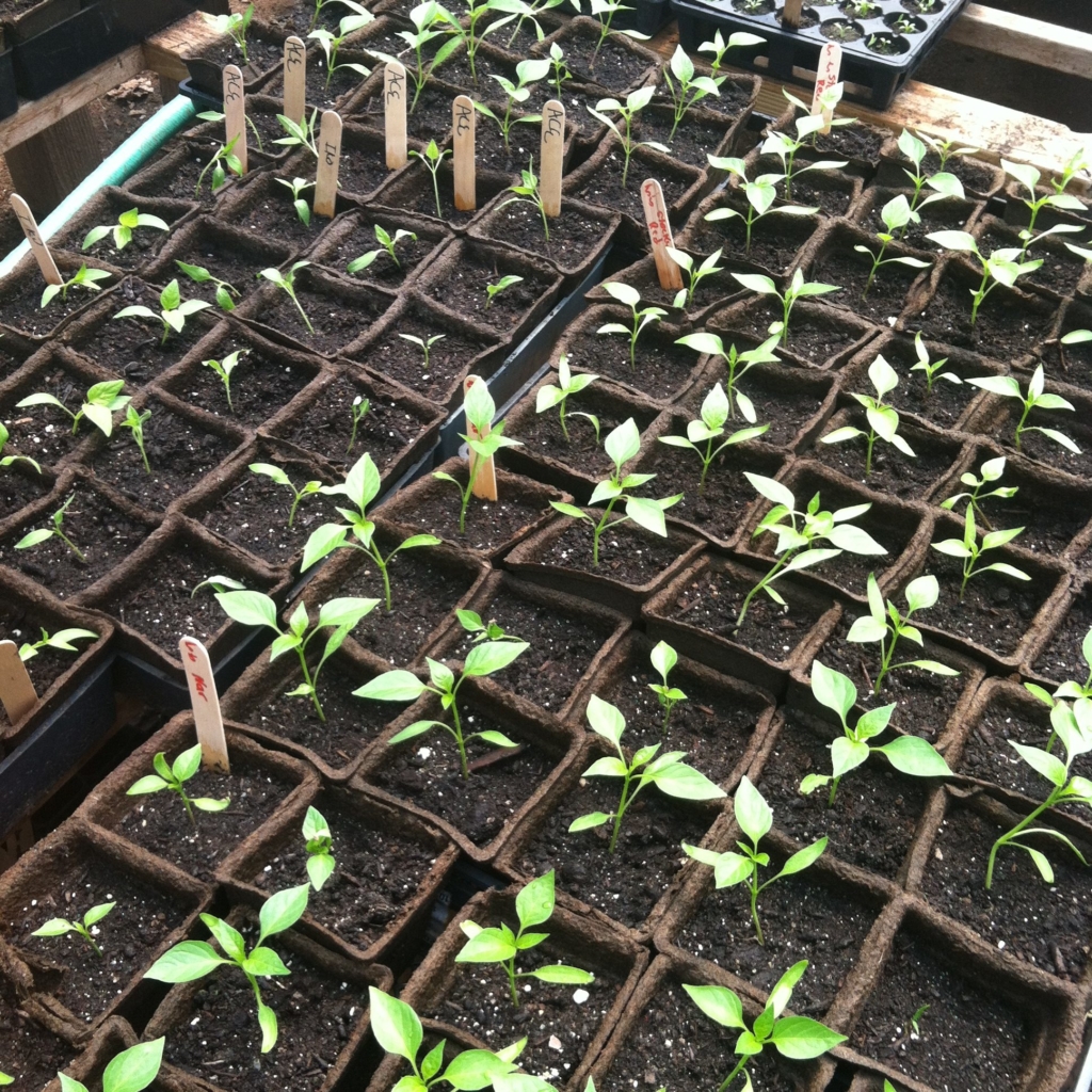 pepper seedling