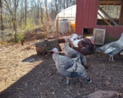 turkeys in common ground's poultry yard