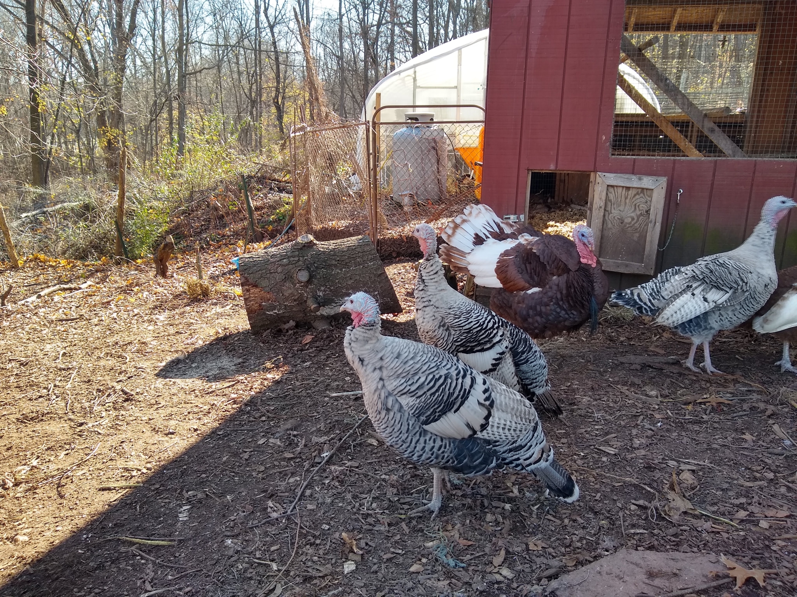turkeys in common ground's poultry yard