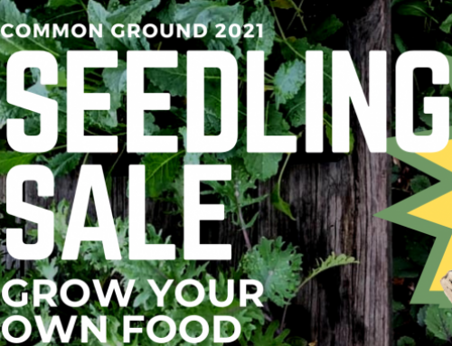 Join Us for the Annual Common Ground Seedling Sale- Spring 2021!