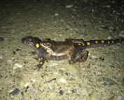 yellow-spotted salamander carrying a wood frog